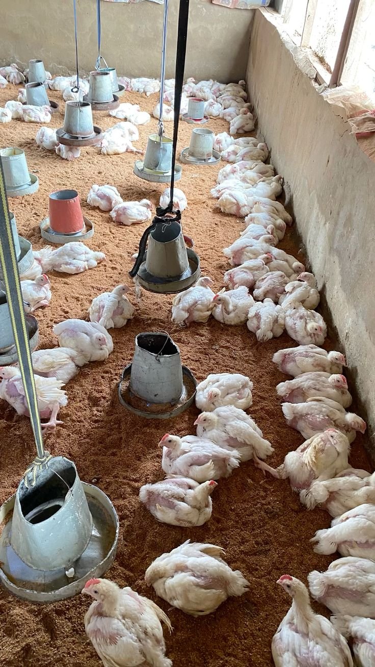 Poultry Farm Worker Job in Australia