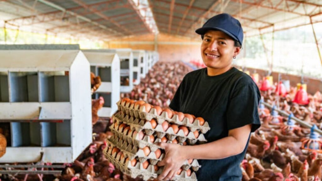 New Zealand poultry farm jobs